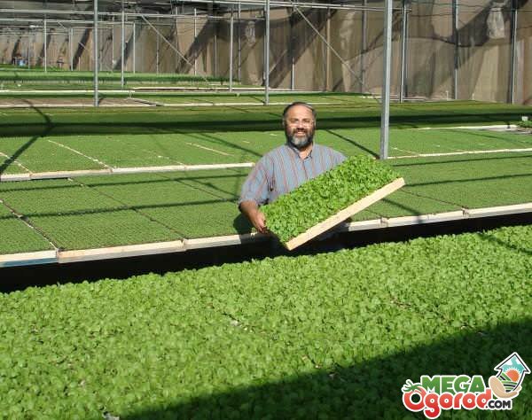 Выращивание зелени в теплице как бизнес: петрушка, укроп, шпинат, лук, салат